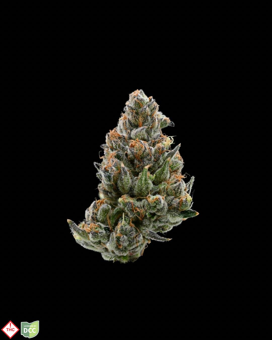 Bruce B 2.0 [28.3g]