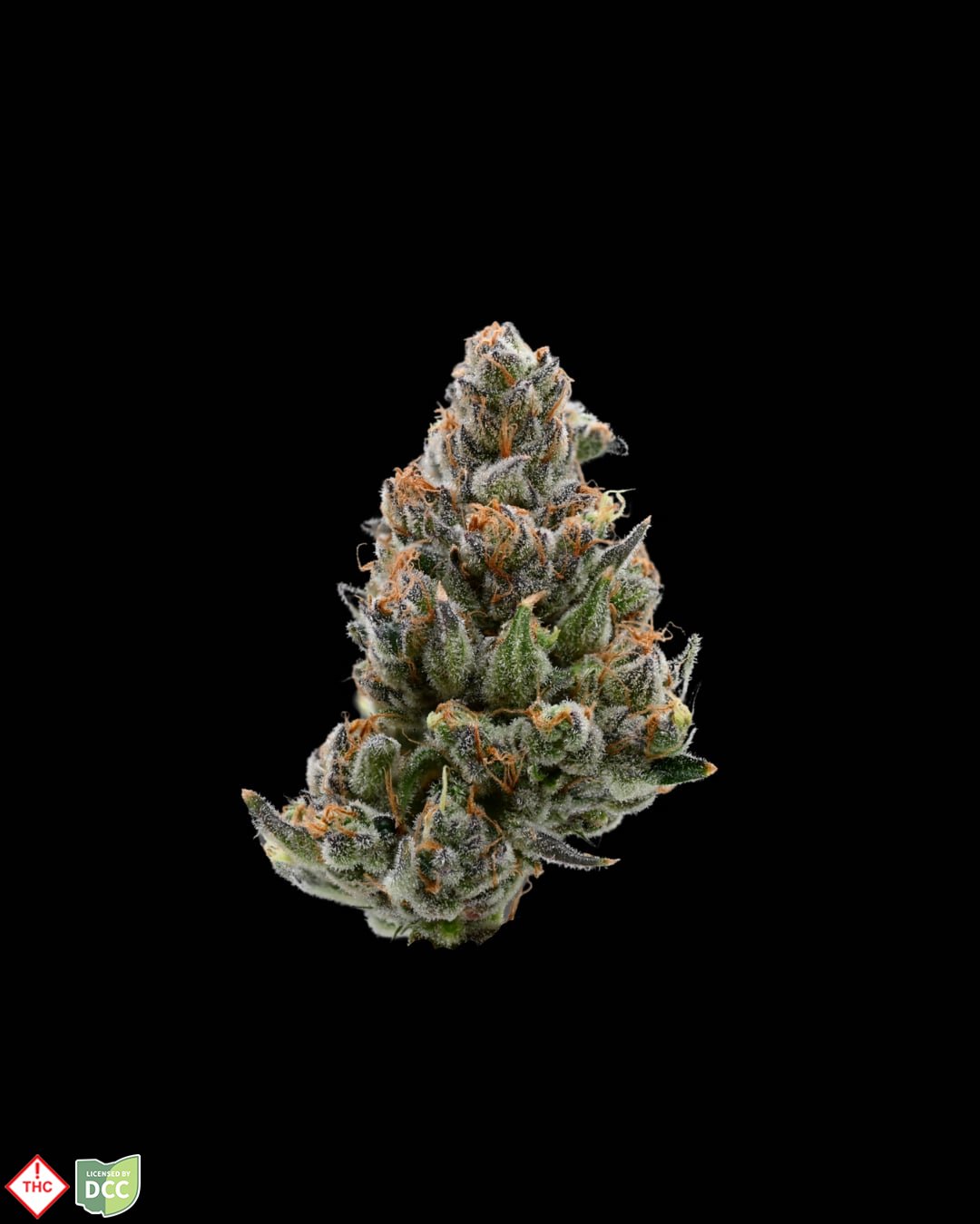 Bruce B 2.0 [28.3g]