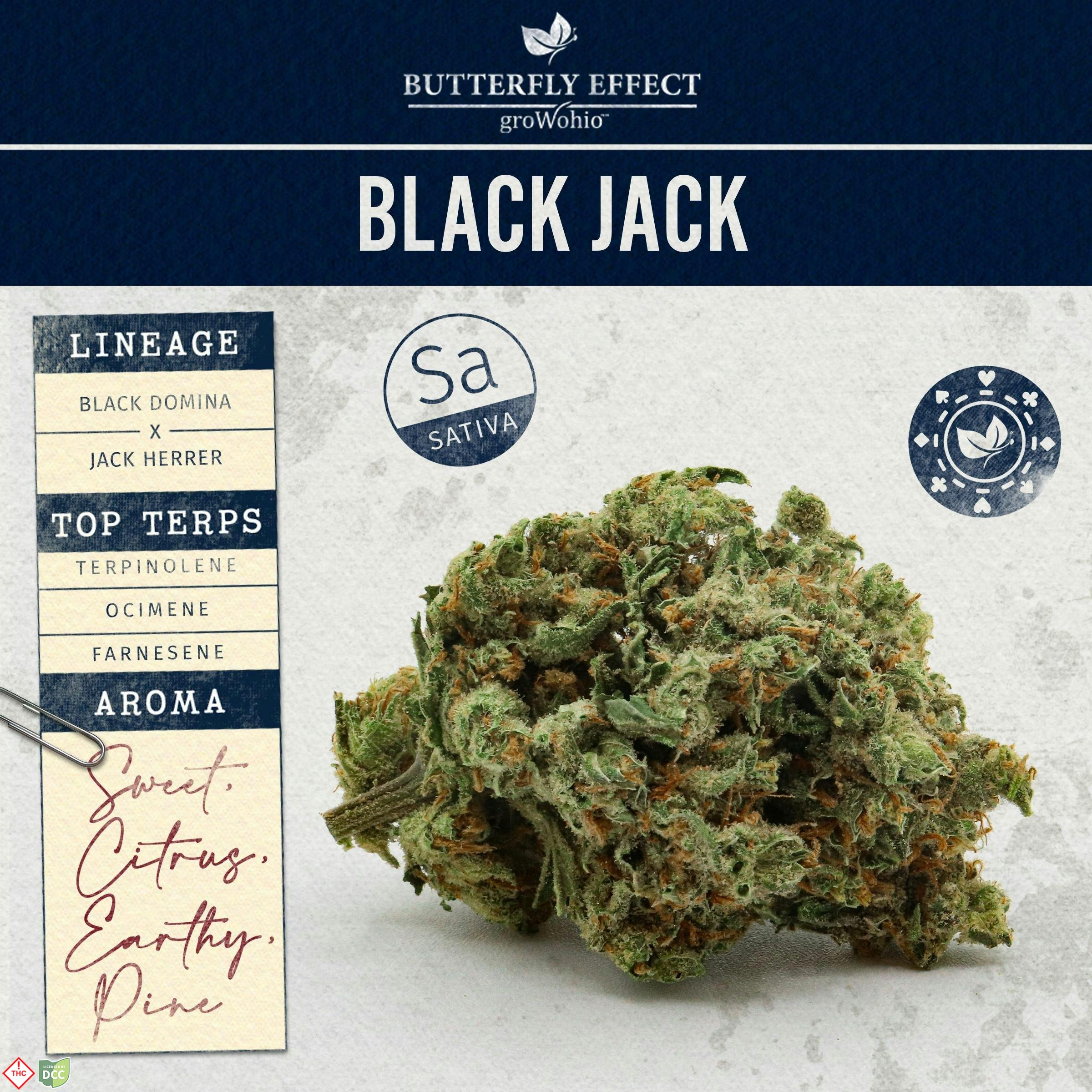 Butterfly Effect - Black Jack -