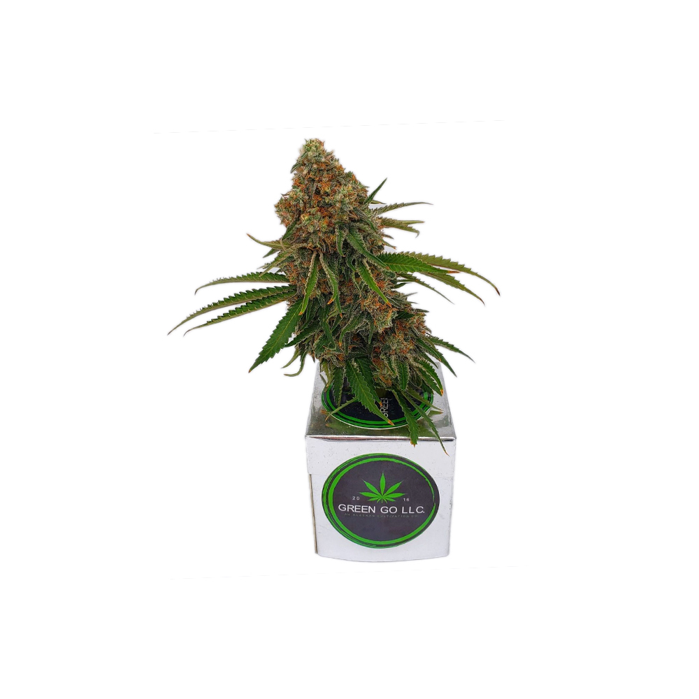 Apple Fritter by Green Go