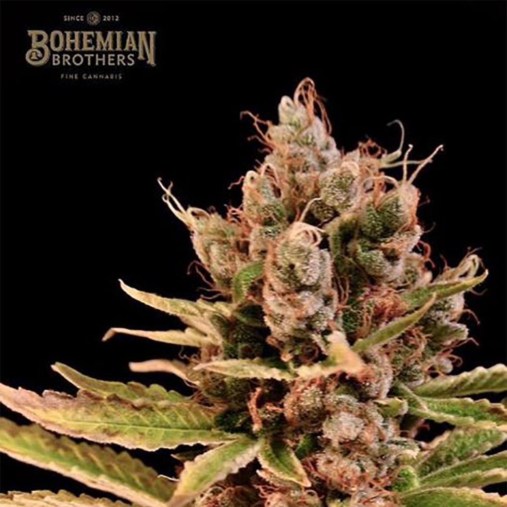 24K Gold by Bohemian Brothers