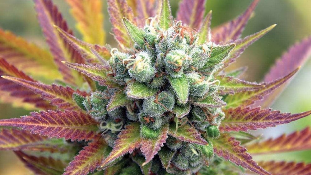 Frosted Cherry Kush Farm 2 Lab Beyond / Hello Dispensaries