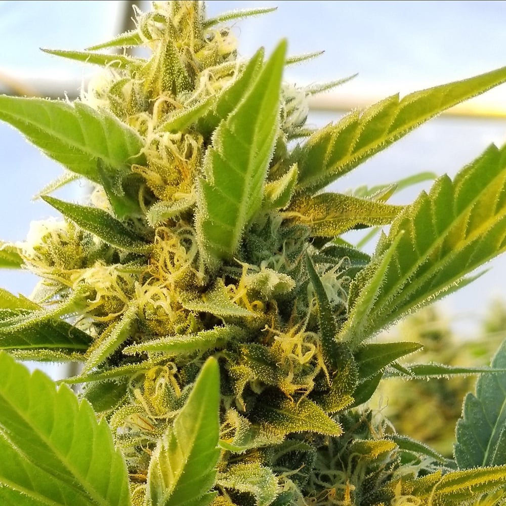 Amnesia Haze by Dairyland Dankery