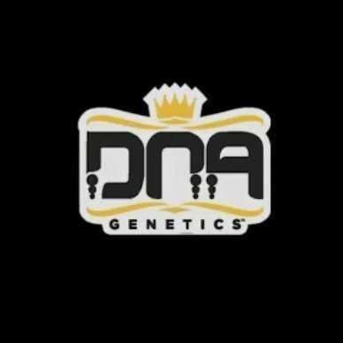 24K Gold [1g] by DNA Genetics