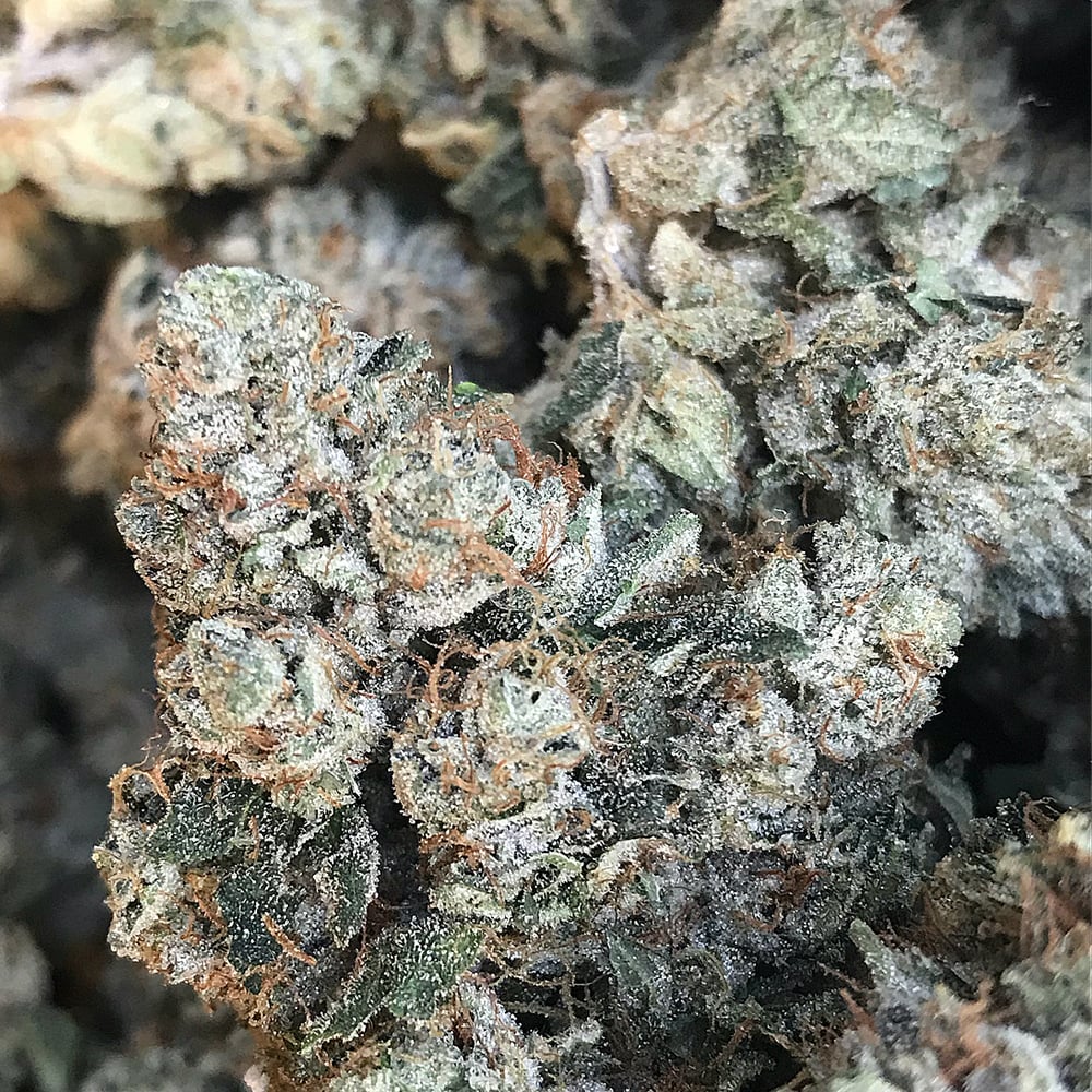Nectarine by Nameless Genetics