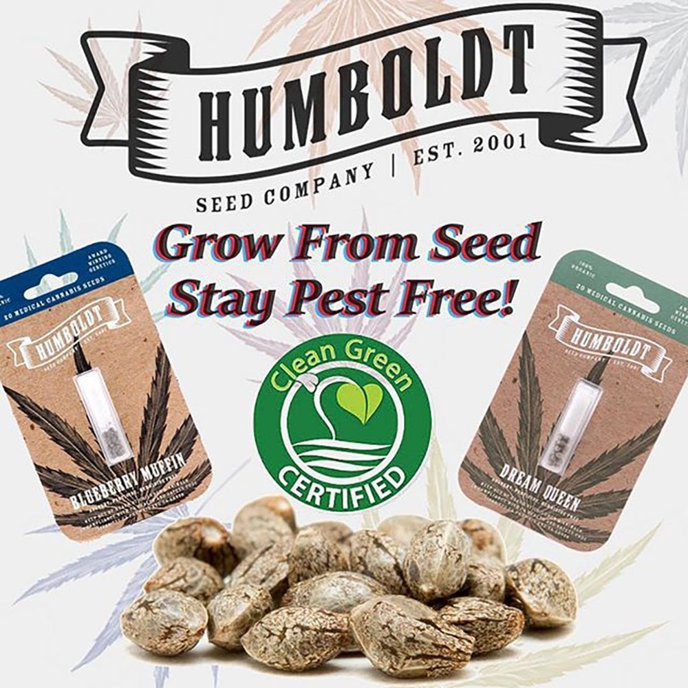 Purple Panty Dropper [20pk] Humboldt Seed Company Seeds Beyond