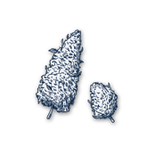 Flower image
