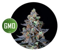 GMO