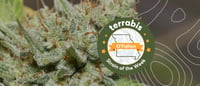 Promotional image for Strain of the Week - 20% Off