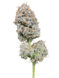 Shop Tangie x Thank You Jerry Pre Ground | Full Harvest Moonz