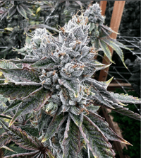 giant zz plant ZZ PLANT 14in