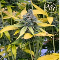 Local Skunk