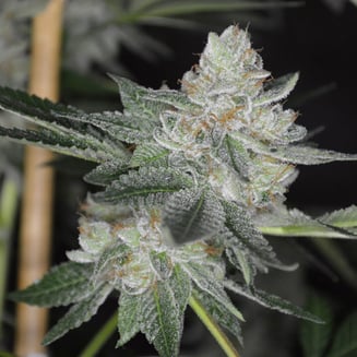 Dank Sinatra by Kali Products