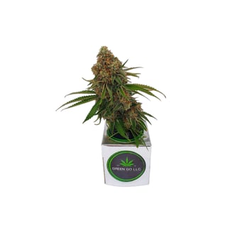 Apple Fritter by Green Go