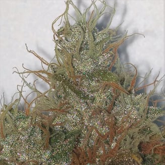 1:1 Cookies of Asgard by Jah Love