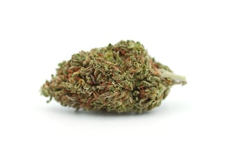 Prophet Cannabis — Pablos Revenge