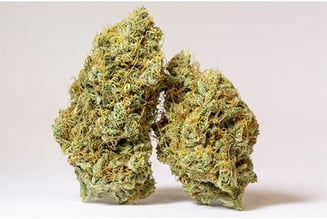 '88 G13 Hash Plant by Sira Naturals