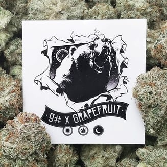 9 Pound Grapefruit by Clandestine Gardens
