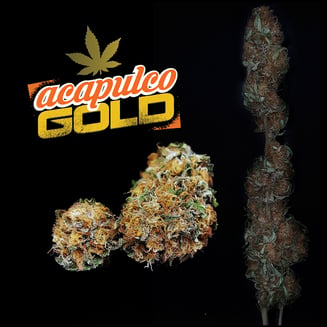 Acapulco Gold by Landrace Labs