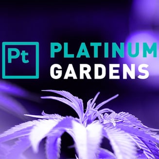 Yoda [.5g] by Platinum Gardens