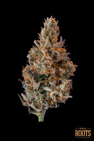 Blue Dream Blowfish