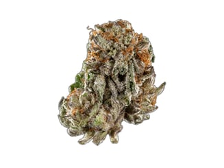 818 Headband by Tropizen