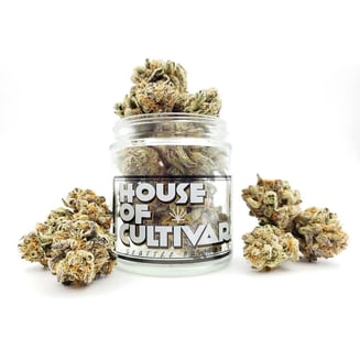 Apricot Rollercoaster by House of Cultivar