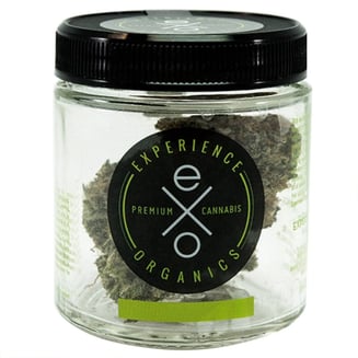 Yellow Gum by Experience Organics