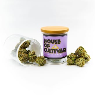 Banana Bliss by House of Cultivar