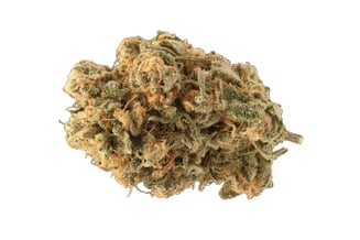 C99 x Blueberry by Sapphire Farms