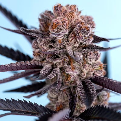 Image 7 for Blueberry Syrup, a indica product Image 7 for Blueberry Syrup, a indica product