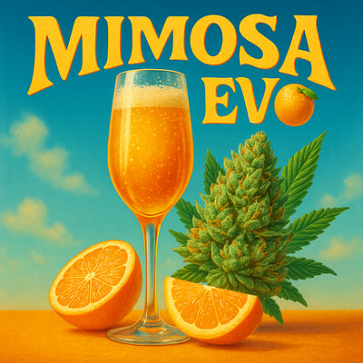 Shop Mimosa Evo | The Releaf Center, AR Dispensary Bentonville, AR