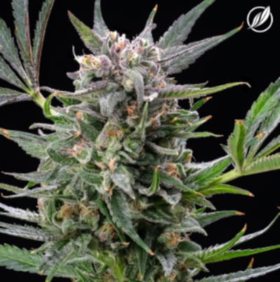 Blue Sky Haze Flower THC:CBD 25560 | CTPharma