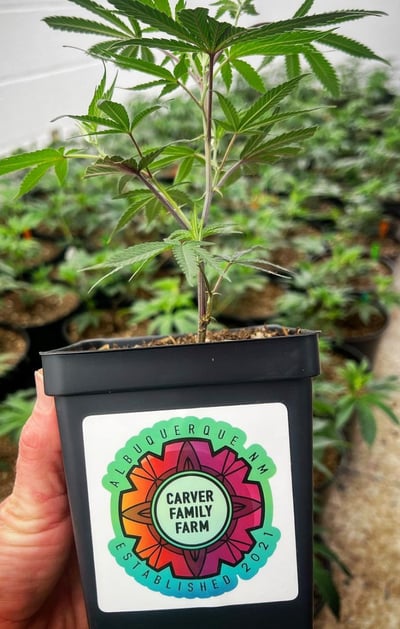 Shop 1:1 Kym's Sweater | Carver Family Farm Dispensary Albuquerque, NM