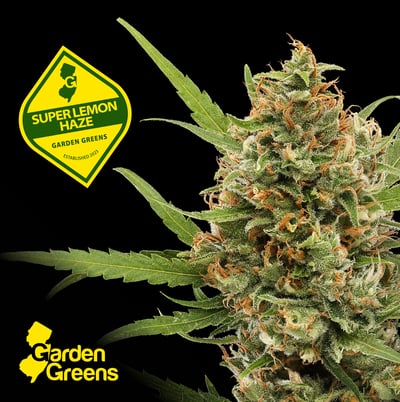 Shop Super Lemon Haze 🍋 | Scarlet Reserve Room Dispensary