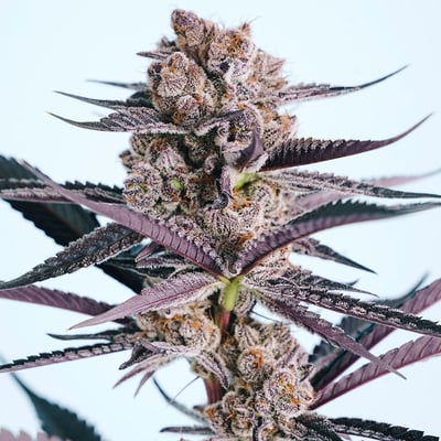 Image 6 for Blueberry Syrup, a indica product Image 6 for Blueberry Syrup, a indica product