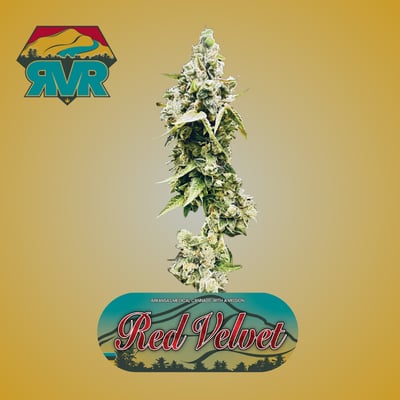 Shop Red Velvet | Purspirit Cannabis Co. Dispensary Fayetteville, AR