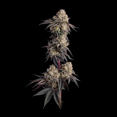Shop Pink Lobster | Remedy Tulalip Dispensary Quil Ceda Village, WA