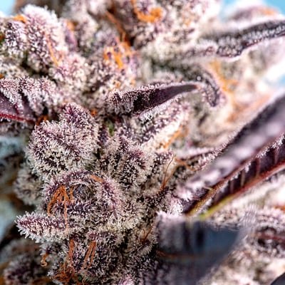 Image 5 for Blueberry Syrup, a indica product Image 5 for Blueberry Syrup, a indica product