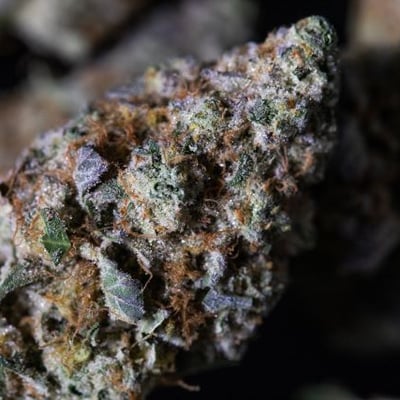C CORLEONE✴︎Mega Rare✴︎dope mellow bomb OG GMO | Honey Tree | Terp Crystal