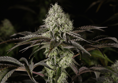 Shop Afternoon Delight | Flower & Soul, Inc. Dispensary Halifax, MA