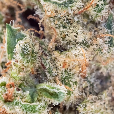 Shop Online - Farmacy Berkeley Cannabis Dispensary