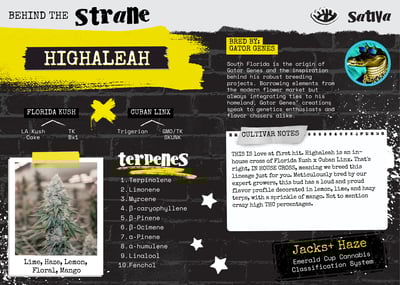 Image 2 for Highaleah, a sativa product