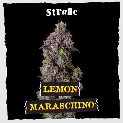 Shop Lemon Maraschino | Medical Cannabis