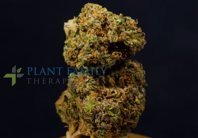 canna plant indoor Canna Lily Yellow - Canna Indica