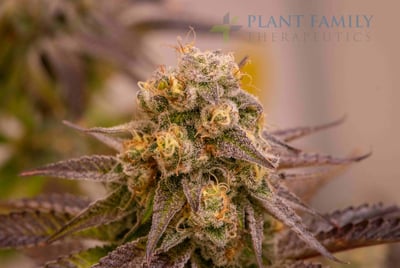 Shop Granddaddy Purple | Plant Family Therapeutics Dispensary Mountain  Home, AR