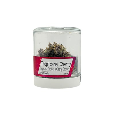 Shop Tropicana Cherry | Dockside Cannabis - Green Lake Dispensary