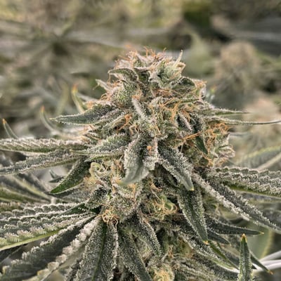 Shop Kush Mintz | Maui Grown Therapies - Kahului Dispensary