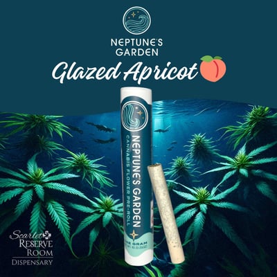 Shop GLAZED APRICOT GELATO 🍑 | Scarlet Reserve Room Dispensary