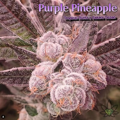 Shop Purple Pineapple | Remedy Tulalip Dispensary Quil Ceda Village, WA